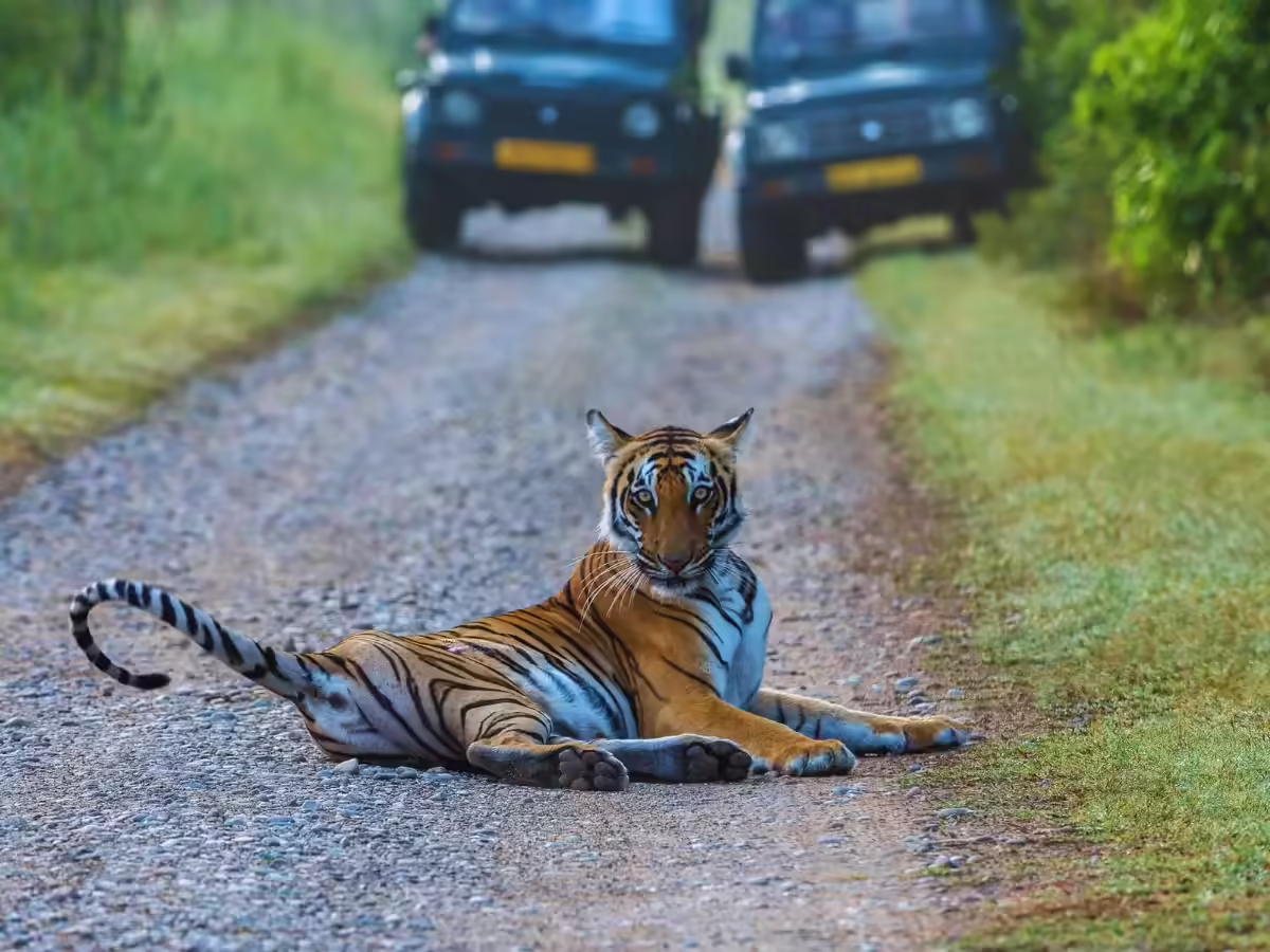 Amazing Jim Corbett Tour